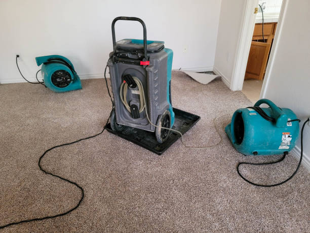 Best Mold removal after water damage  in Caruthersville, MO