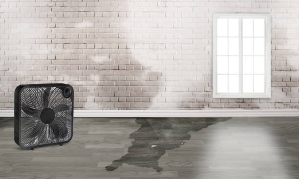 Best Water damage restoration near me  in Caruthersville, MO